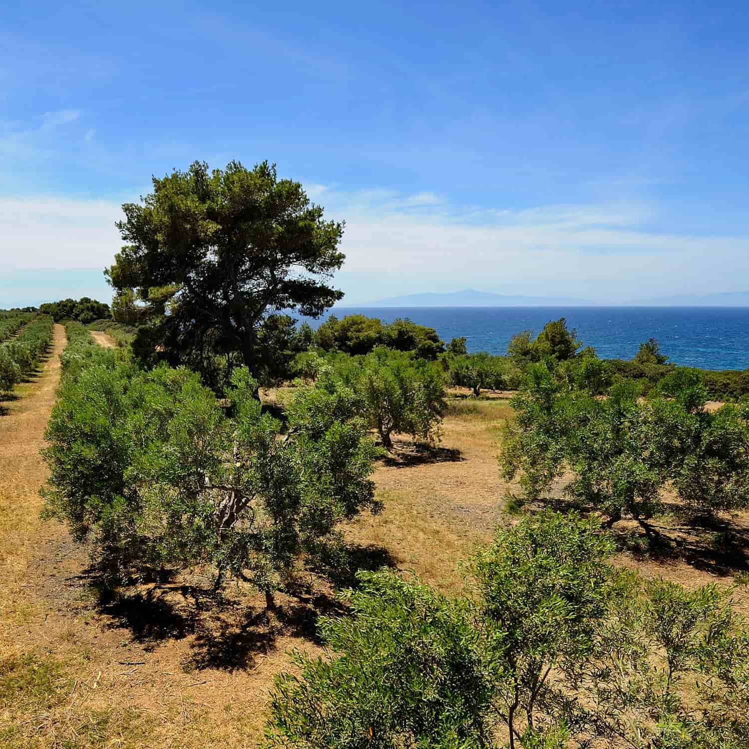 yannis-finest-evoo-farm