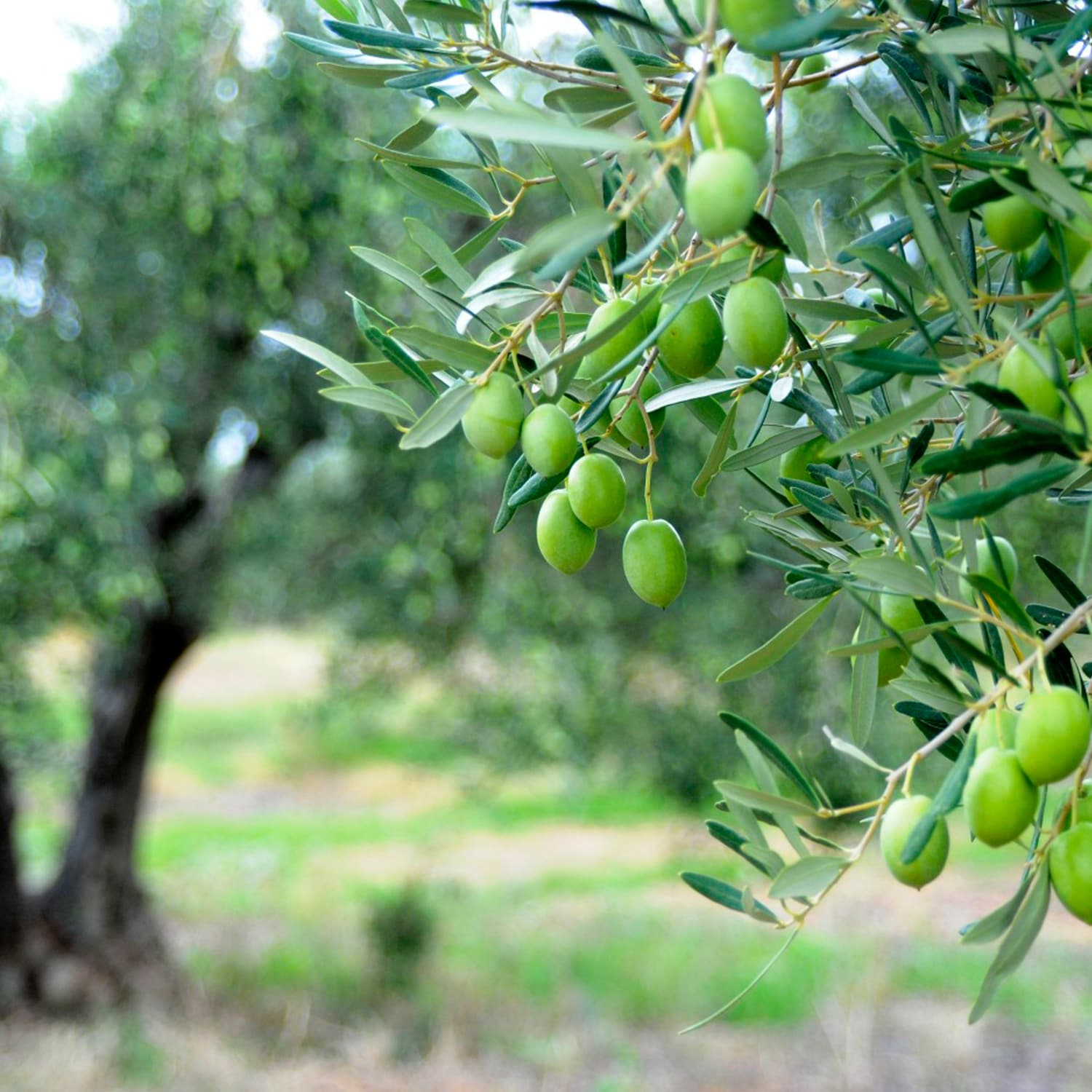 yannis-finest-olive-tree-grove